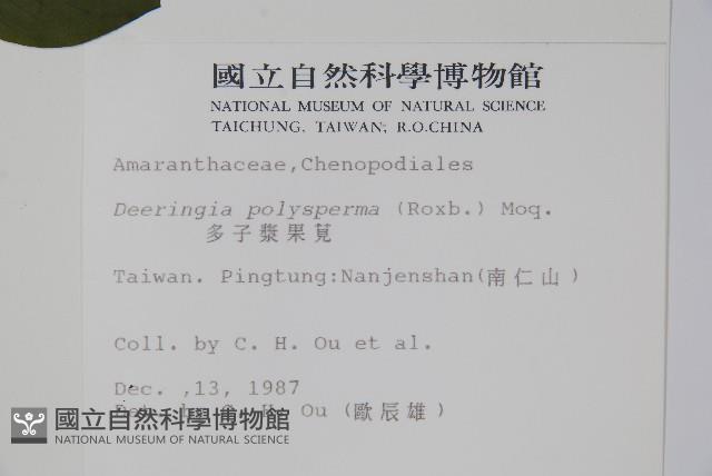 多子漿果莧藏品圖，第2張