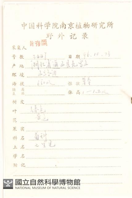 蔓黃菀藏品圖，第2張