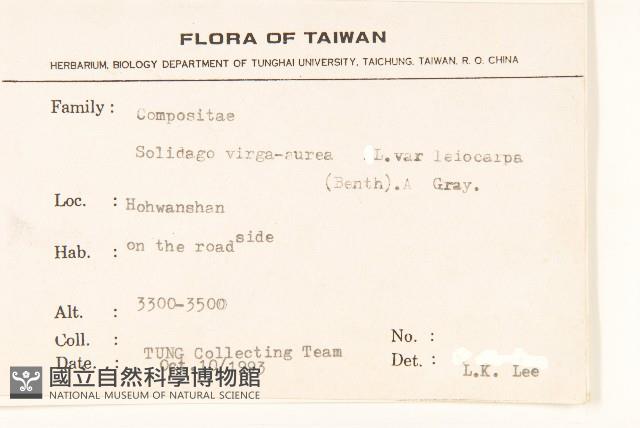 一枝黃花藏品圖，第2張