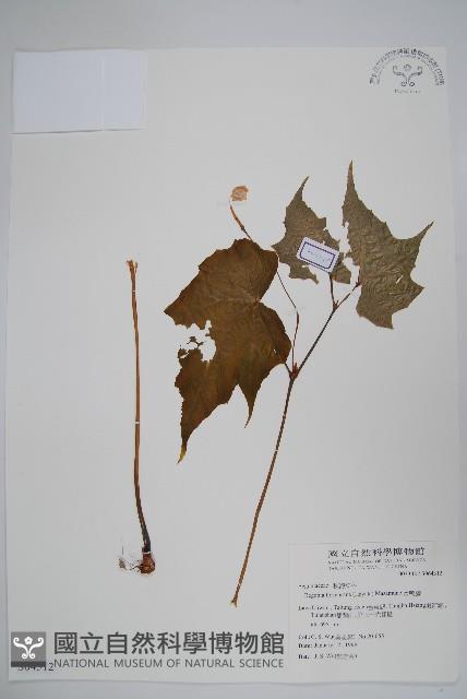 水鴨腳藏品圖，第1張