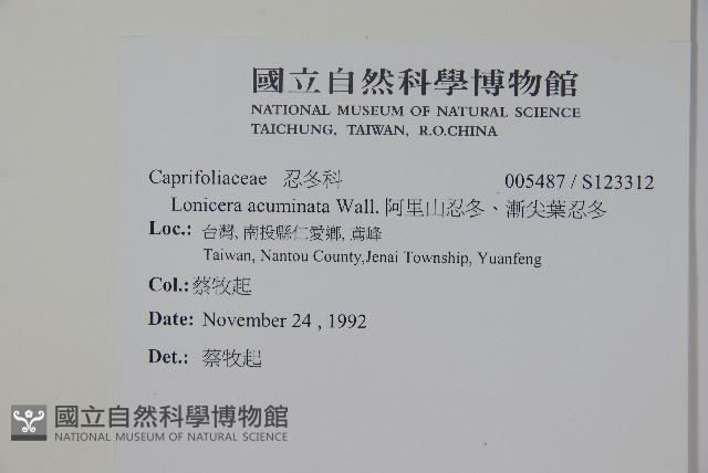 阿里山忍冬、漸尖葉忍冬藏品圖，第2張