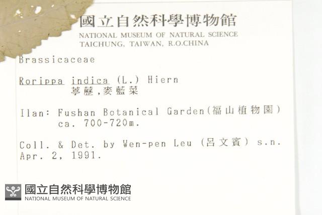 葶藶藏品圖，第2張