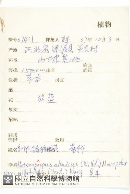 阿爾泰狗娃花藏品圖，第2張