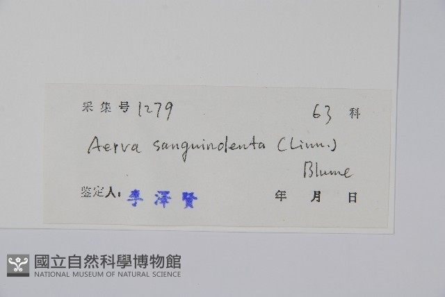 蔓雞冠、絹毛莧藏品圖，第2張
