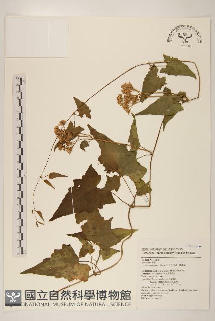 蔓澤蘭藏品圖，第1張