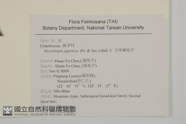 日本賽衛矛、日本假衛矛藏品圖，第2張