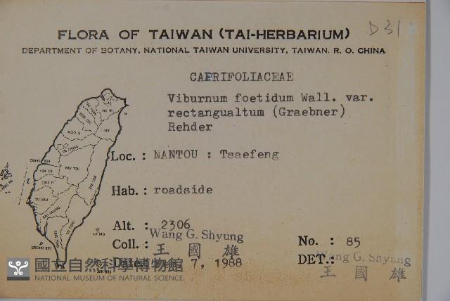 狹葉莢迷藏品圖，第2張