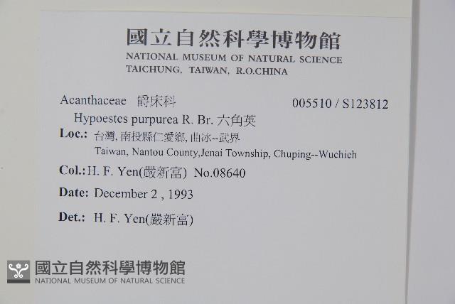 六角英, 槍刀菜藏品圖，第2張