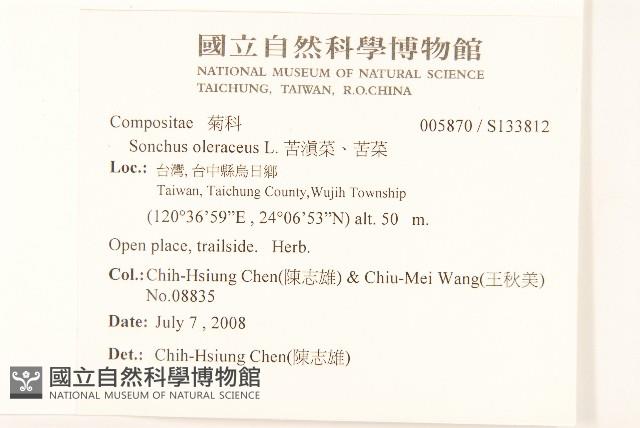 苦滇菜、苦菜藏品圖，第2張