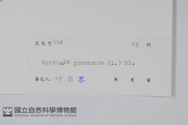 假川牛膝藏品圖，第2張