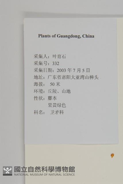 南華南蛇藤，青江藤藏品圖，第2張