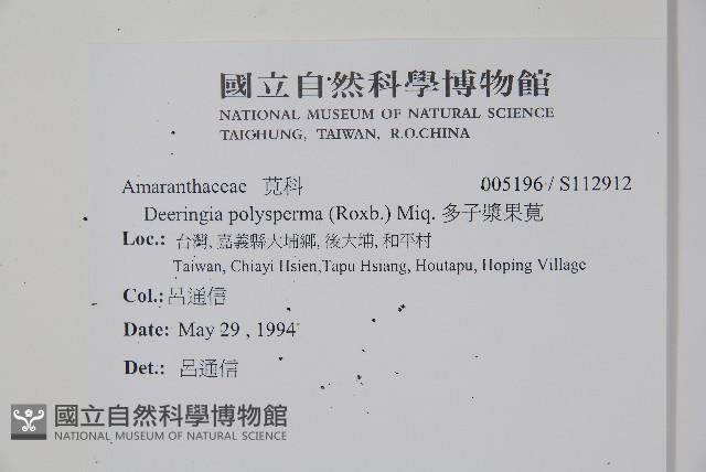 多子漿果莧藏品圖，第2張