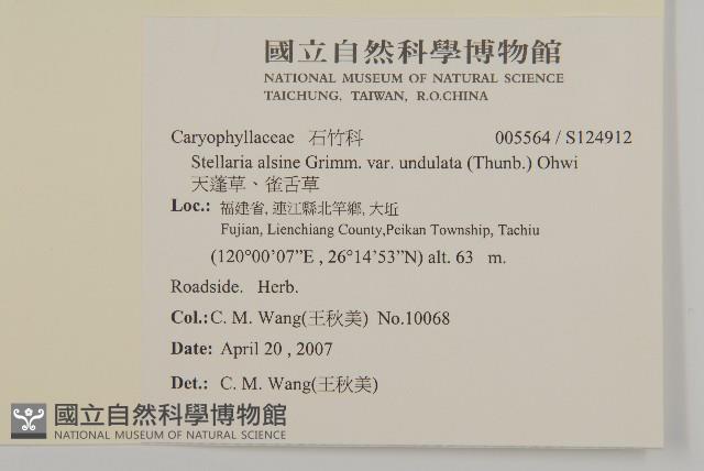 天蓬草、雀舌草藏品圖，第2張