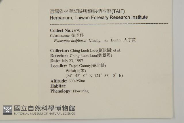 大丁黃藏品圖，第2張