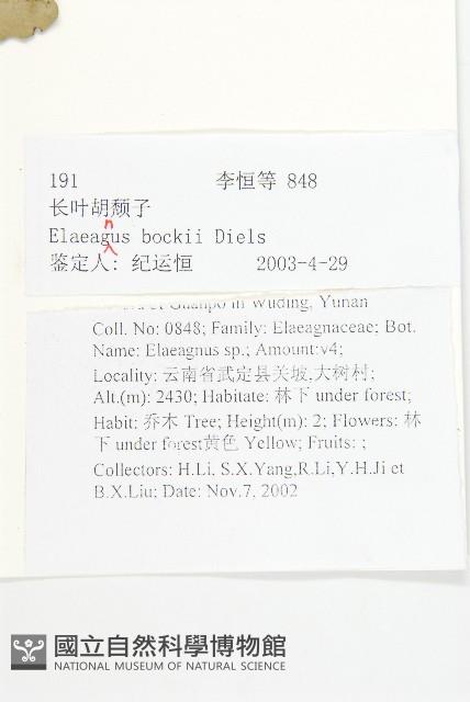 長葉胡頹子藏品圖，第2張