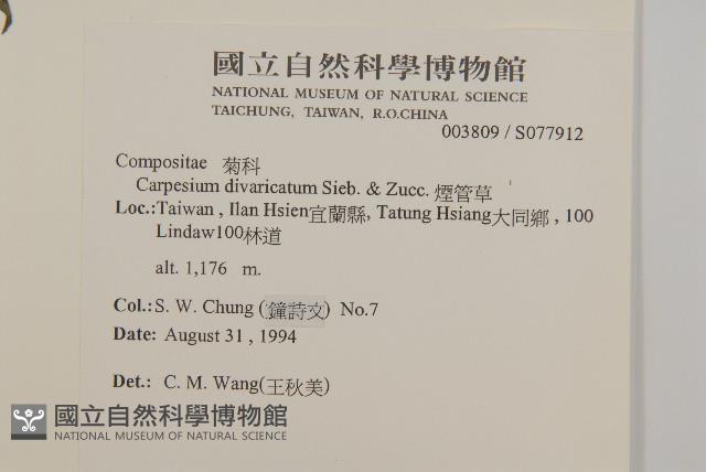 煙管草藏品圖，第2張