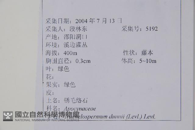 銹毛絡石藏品圖，第2張