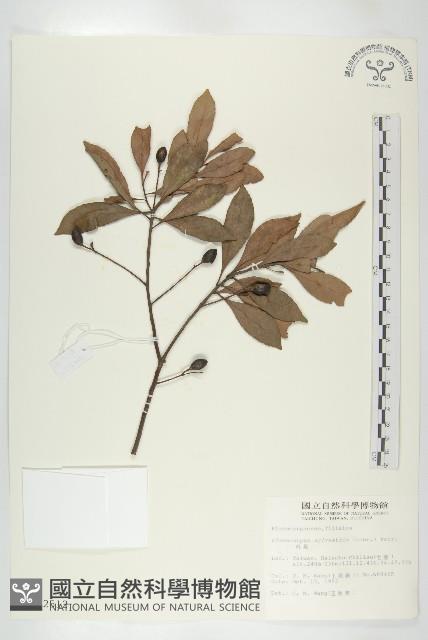 杜英、山杜英、蘭嶼杜英藏品圖，第1張