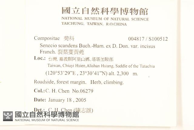 裂葉蔓黃菀藏品圖，第2張