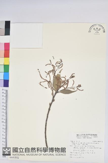 海埔姜藏品圖，第1張