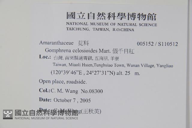 假千日紅藏品圖，第2張