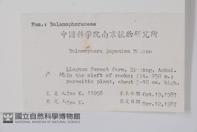 日本蛇菰藏品圖，第2張