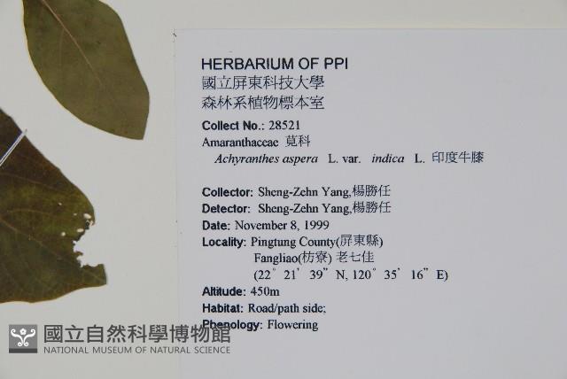 印度牛膝、土牛藤藏品圖，第2張