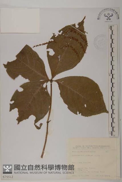 臺灣及己藏品圖，第1張