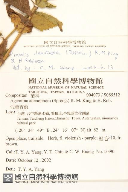 貓腥草藏品圖，第2張