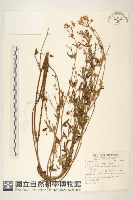 小蔓黃苑藏品圖，第1張