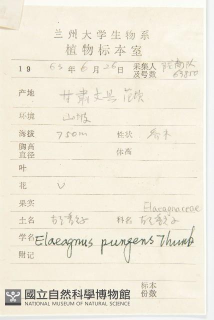 胡頹子藏品圖，第2張