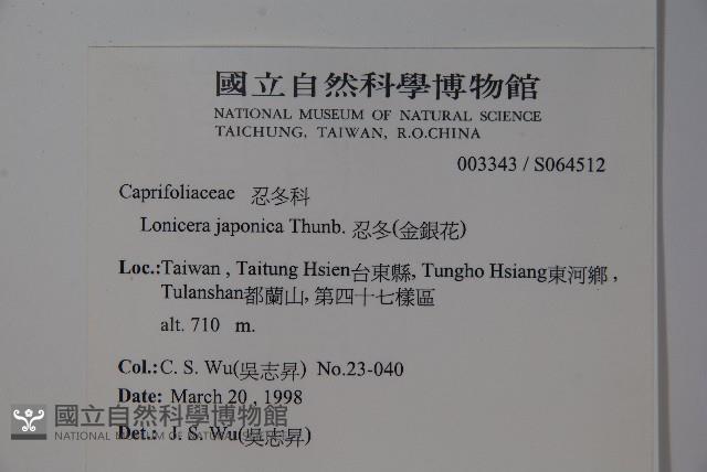 忍冬、金銀花藏品圖，第2張