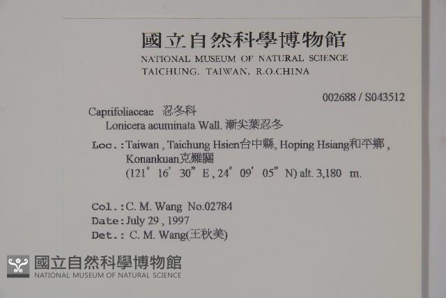 阿里山忍冬、漸尖葉忍冬藏品圖，第2張