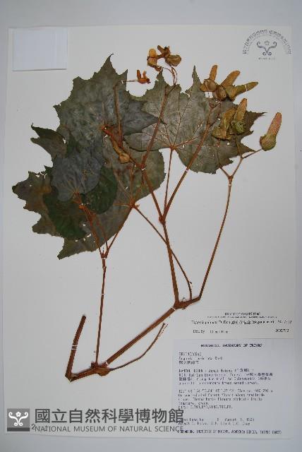 裂葉秋海棠藏品圖，第1張