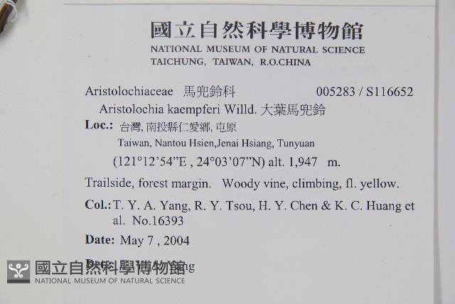 大葉馬兜鈴藏品圖，第2張