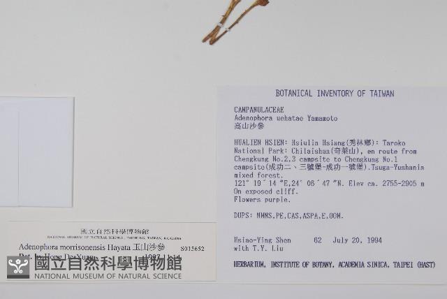 玉山沙參藏品圖，第2張