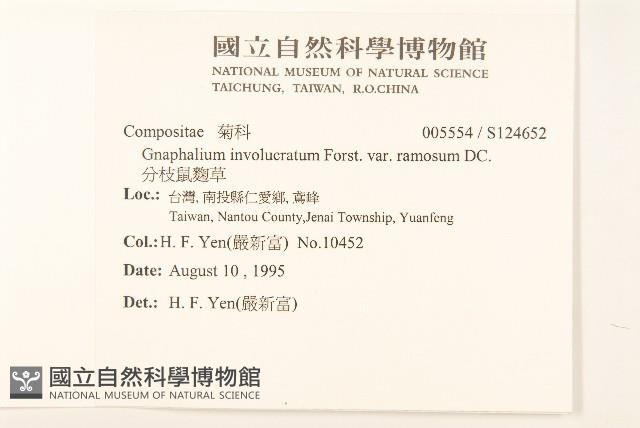 分枝鼠麴草藏品圖，第2張