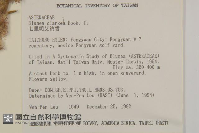 七里明艾納香藏品圖，第2張