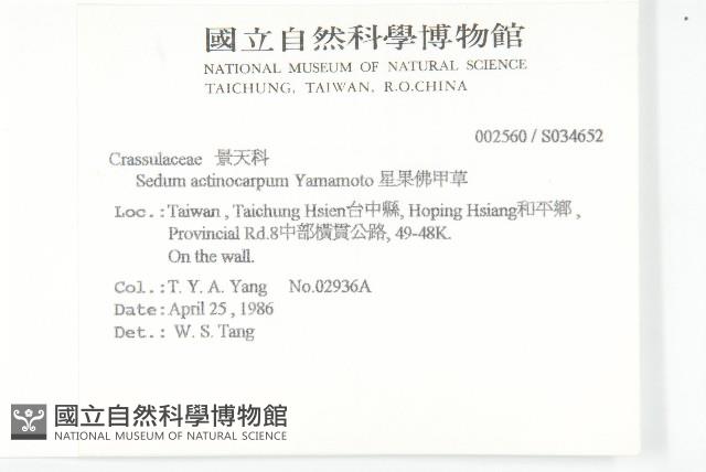 星果佛甲草藏品圖，第2張