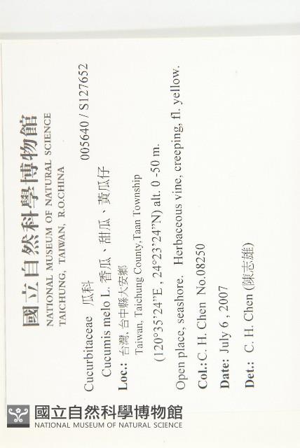 香瓜、甜瓜、黃瓜仔藏品圖，第2張