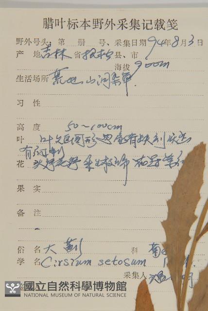 大刺兒菜藏品圖，第2張