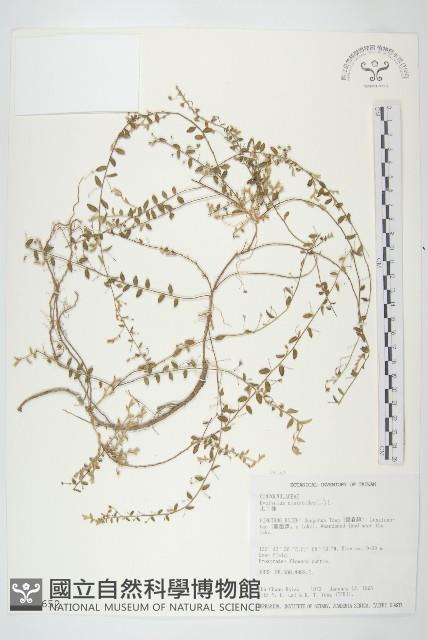 土丁桂藏品圖，第1張