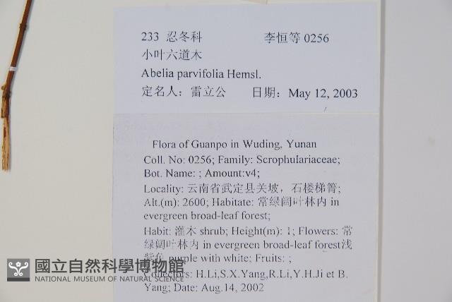 小葉六道木藏品圖，第2張