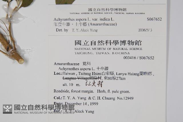 印度牛膝、土牛藤藏品圖，第2張