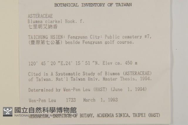 七里明艾納香藏品圖，第2張