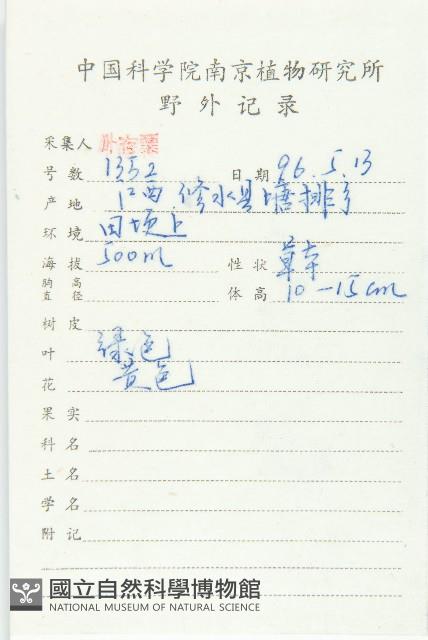 珠芽佛甲草藏品圖，第2張