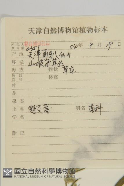 野艾蒿藏品圖，第2張