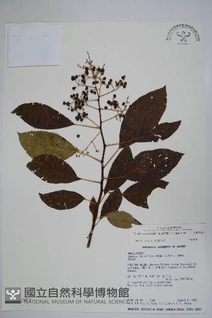 厚殼樹藏品圖，第1張