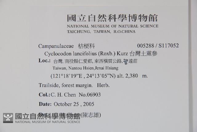 台灣土黨參藏品圖，第2張