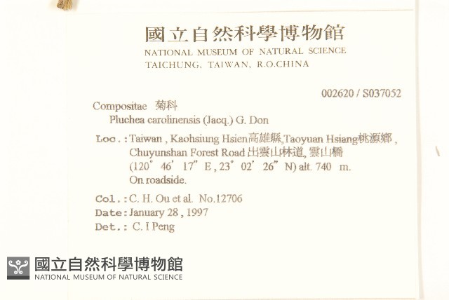 美洲闊苞菊藏品圖，第2張